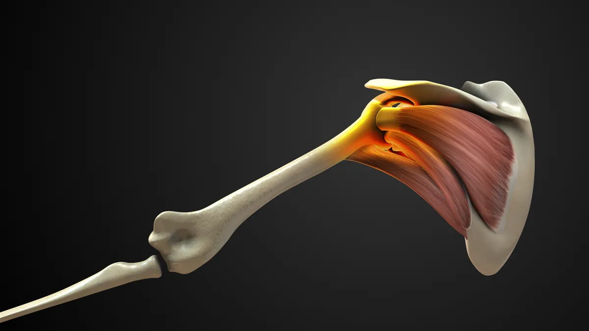 Rotator cuff anatomy